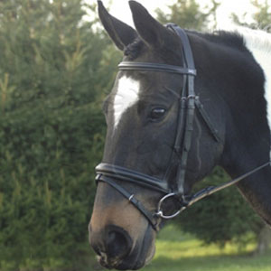 Consort Extra Padded Flash Bridle - 3/4