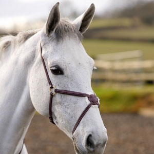 Salisbury Grakle Noseband