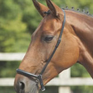 Drop Noseband
