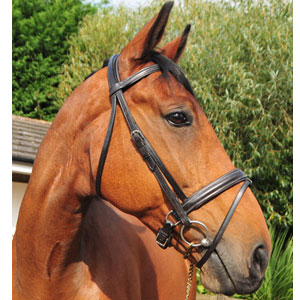 Elevator Padded Flash Bridle (No Reins)