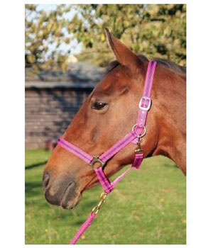 Nylon Headcollar