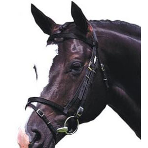 Kincade Webbing Flash Bridle
