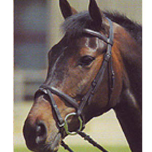 Raised Flash Bridle (No Reins)