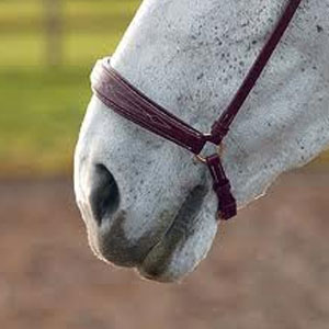 Salisbury Drop Noseband - FS - Brown (200)