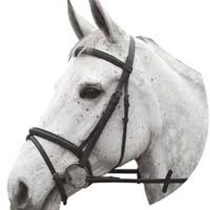 Stamford Padded Flash Bridle